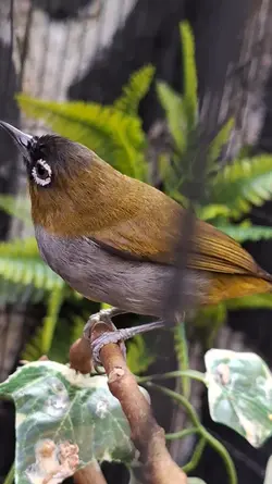 aviary mini