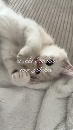 gatinhos 