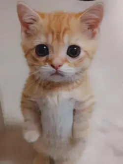 CONGA FT. EL GATO
