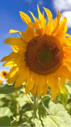Summer