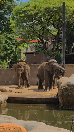 Zoo Date Vlog