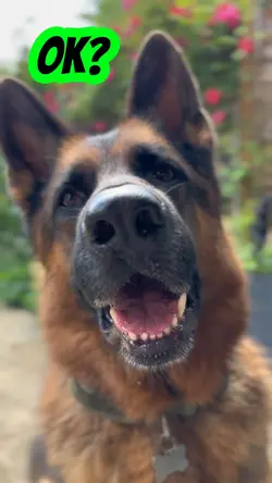 GSD attitude 🤣