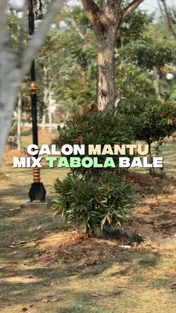 Calon Mantu X