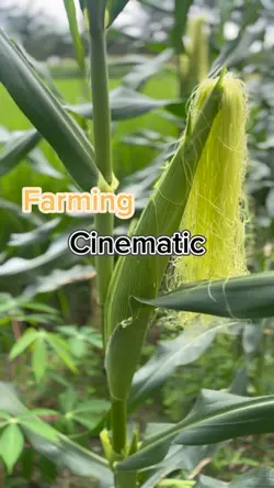 Farming Cinematic