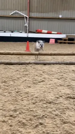 Tilly flying😂