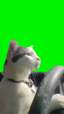 Driving cat 