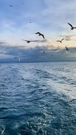 Efsane şablon 
