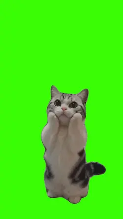 Cat/Gato