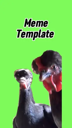 Dancing chicken 