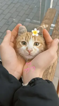 cute