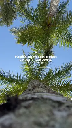 Plant tree 🌸
