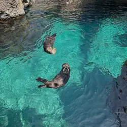 Otters