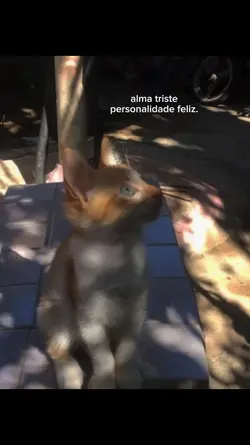 personalidade feliz