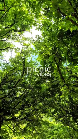 Picnic Vibes 