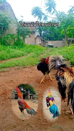 ไก่ชน