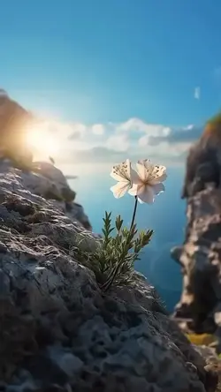 Aesthetic