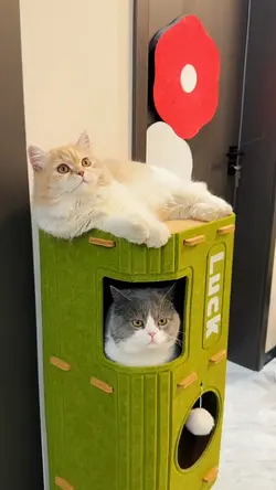 Pet Supplies