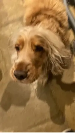 Dog photo dump