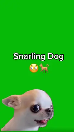 Snarling Dog meme