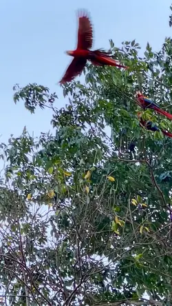 Arara 
