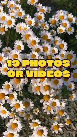 19 Photo Slides