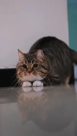 Cute Cat