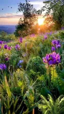 beautiful nature