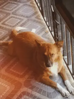 My dog 🫶