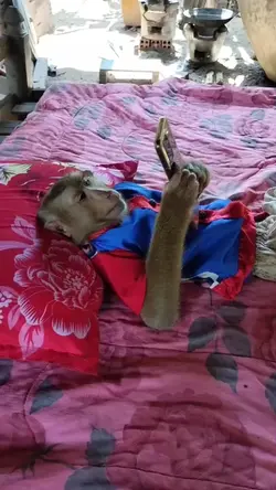 Monkey Name HP
