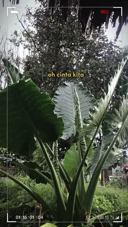 cinta kita