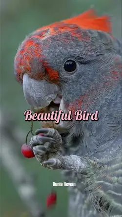 Beautifull Birds