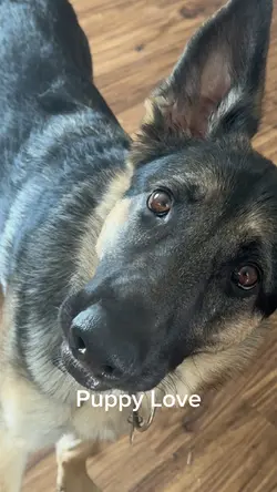 Puppy Love 