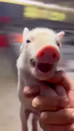 pig transition hook