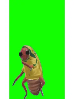 Barata dançando