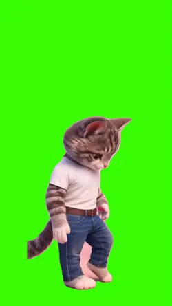 Cat/Gato