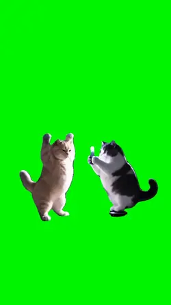 cat take photo