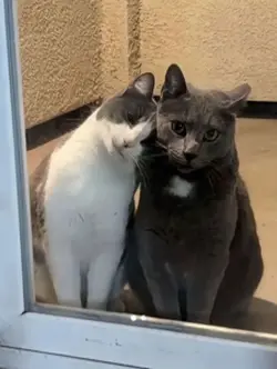 Those Eyes 