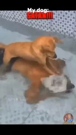 My dog: