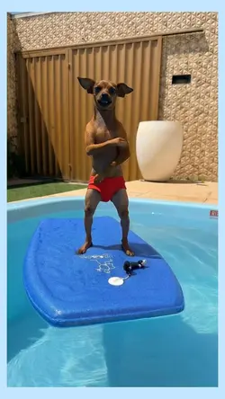 DANCING DOG