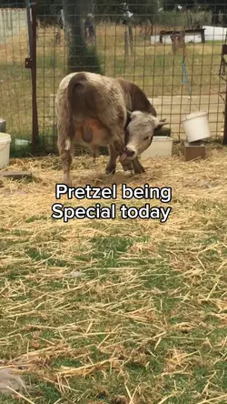 PretZel 