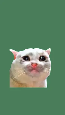 Crying Cat