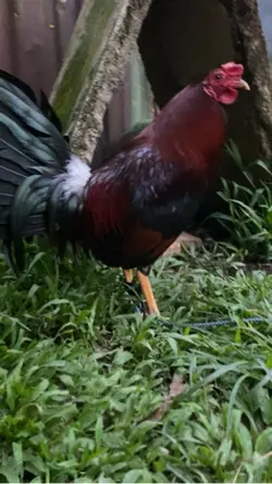 Hobby ayam