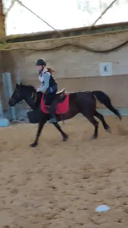 les chevaux 