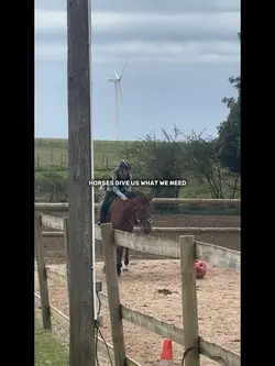 Horses give us what 
