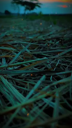 cinematography