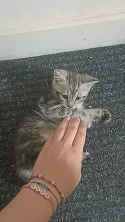 trop cute 