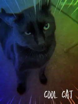 Cool cat 