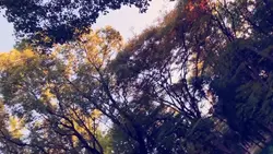 写真(動画)5枚でトランジションテンプレ