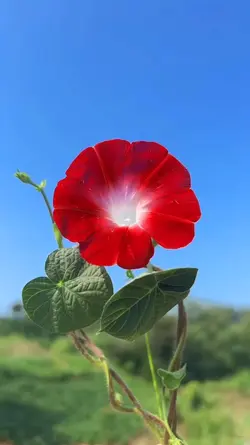 Allah