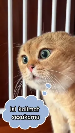 Kucing ngomong 